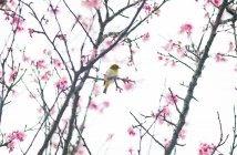 Arroccato su un ramo di ciliegio, Giappone — Foto stock