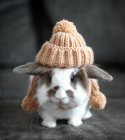 Adorable lapin animal de compagnie portant un chapeau en tricot en automne — Photo de stock