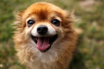 Portrait d'un chien chihuahua, fond flou — Photo de stock