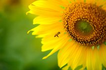 Closeup view of bee on sunflower — Stock Photo