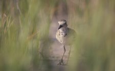 Black-bellied plover (Pluvialis squatarola) standing in tall grass — Stock Photo