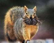 Bonito pouco curioso esquilo transportar mato contra fundo borrado — Fotografia de Stock