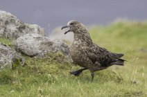 Great skua walking on grass by rocks, blurred background — Stock Photo