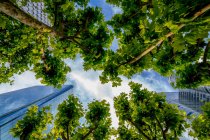 Low angle view of skyscrapers and trees, Paris, France — Stock Photo