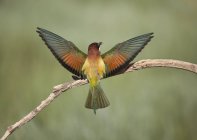 Bee eater bird on a branch with wings spread — Stock Photo