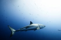 Grande tubarão branco nadando no mar — Fotografia de Stock