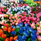 Primer plano de la floración coloridos tulipanes frescos - foto de stock