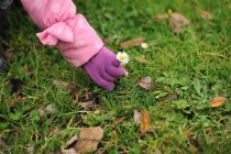Hand of little Girl picking a daisy on lawn — Stock Photo