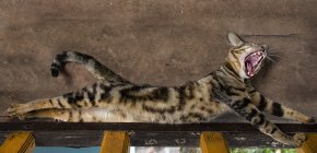 Vista lateral de lindo gato tabby bostezar - foto de stock