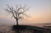 Мальовничим видом з силует дерева на пляж заходу сонця, Kelanang, Малайзія — стокове фото