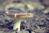 Close-up de um cogumelo crescendo no campo — Fotografia de Stock