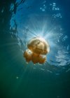 Primer plano de medusas doradas a la luz del sol bajo el agua - foto de stock