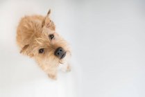 Retrato de un perro Terrirer irlandés mirando hacia arriba, fondo blanco - foto de stock