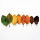 Colorful autumn leaves in a row against white background — Stock Photo