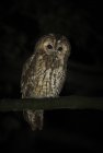 Búho Tawny salvaje sentado en la rama por la noche - foto de stock