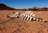 Malerische Ansicht von Tierskelett in der Wüste, Harquahala, arizona, USA — Stockfoto