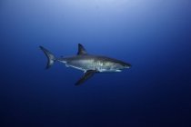 Great white shark swimming in sea — Stock Photo