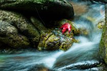 Closeup view of maple leaf on rocks by waterfall — Stock Photo