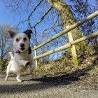 Jack Russell perro corriendo en el campo - foto de stock