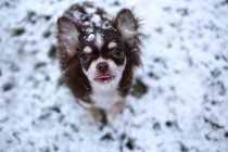 Niedlicher Chihuahua-Hund im Schnee stehend, Nahaufnahme — Stockfoto