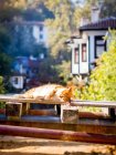 Кот спит на солнце на деревянном поддоне — стоковое фото