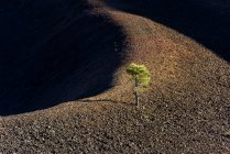 Vista elevada del árbol de cono de ceniza en lechos de lava, California, América, Estados Unidos - foto de stock