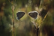 Duas borboletas na planta contra fundo borrado — Fotografia de Stock