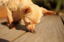 Nahaufnahme eines niedlichen Chihuahua-Hundes, der ein Insekt auf dem Holzboden betrachtet — Stockfoto