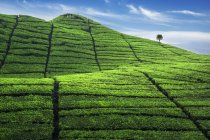 Vista panorámica de la plantación de té, Java Occidental, Indonesia - foto de stock