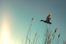 Vue en angle bas d'un canard volant sous le ciel — Photo de stock