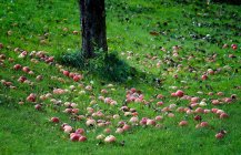 Apples under apple tree in autumn season — Stock Photo