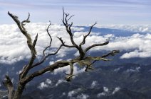 Vista panorámica del árbol muerto y el paisaje nublado, Kota Kinabalu, Malasia - foto de stock