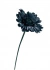 Gros plan de fleur noire sur fond blanc — Photo de stock