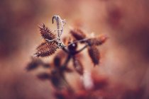 Dry flower with thorns, closeup against blurred background — Stock Photo
