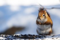 Mignon petit écureuil curieux à la vie sauvage — Photo de stock