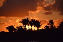 Scenic view of sunset and silhouette of palm trees — Stock Photo
