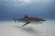 Тигрові акули плавають під водою — стокове фото