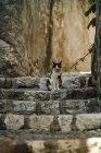 Ritratto di gatto seduto sulle scale dell'edificio — Foto stock