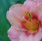 Primer plano de la flor de lirio rosa fresca - foto de stock