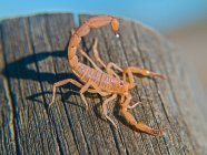 Nahaufnahme eines Rindenskorpions auf hölzerner Oberfläche — Stockfoto