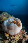 Palau, saco branco subaquático em recifes de coral com silhuetas de mergulhadores de fundo — Fotografia de Stock
