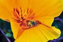 Gros plan de l'abeille pollinisant un pavot mexicain — Photo de stock