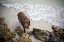 Cane labrador marrone in piedi sulla spiaggia — Foto stock