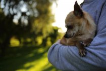 Abgeschnittenes Bild einer Person, die Chihuahua in den Armen trägt — Stockfoto