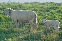 Ewe with lamb grazing, Oldersum, Germany — Stock Photo