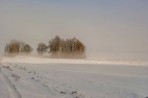 Campo nevado con pista de neumáticos y grupo de árboles desnudos en la distancia - foto de stock