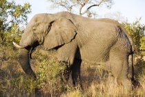 Красиве харчування слонів на дикій природі — стокове фото