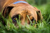 Крупный план собаки, покоящейся в зеленой траве — стоковое фото