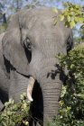 Красиві слон годування на дикої природи — стокове фото