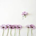 Conceptual girl picking flower on white background — Stock Photo